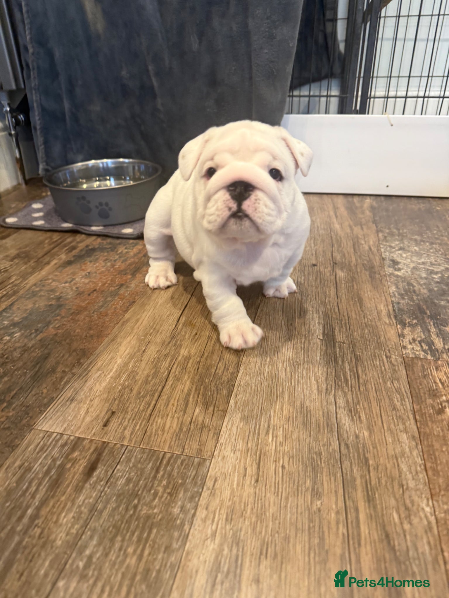 English Bulldog dogs CH X CH bred Puppies  - Advert 2