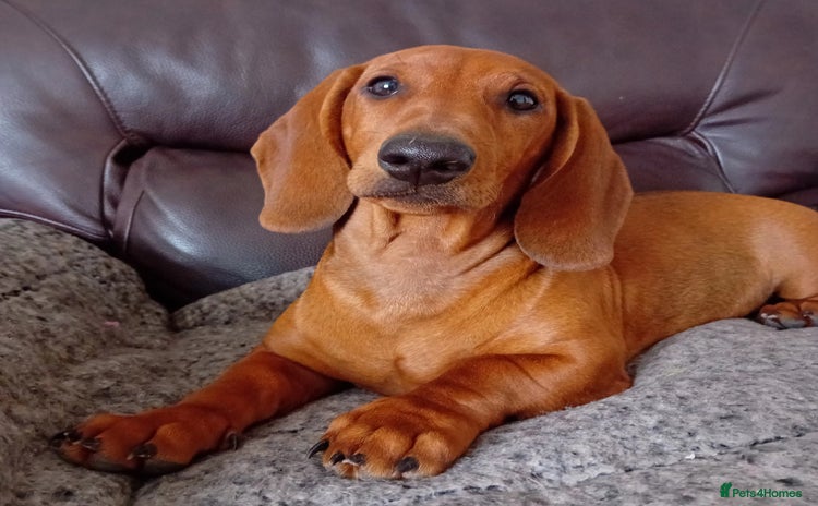 Dachshund dogs - Advert 11