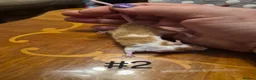 Mouse rodents for sale: 4 Cute Female Baby Fancy Mice - Advert 4