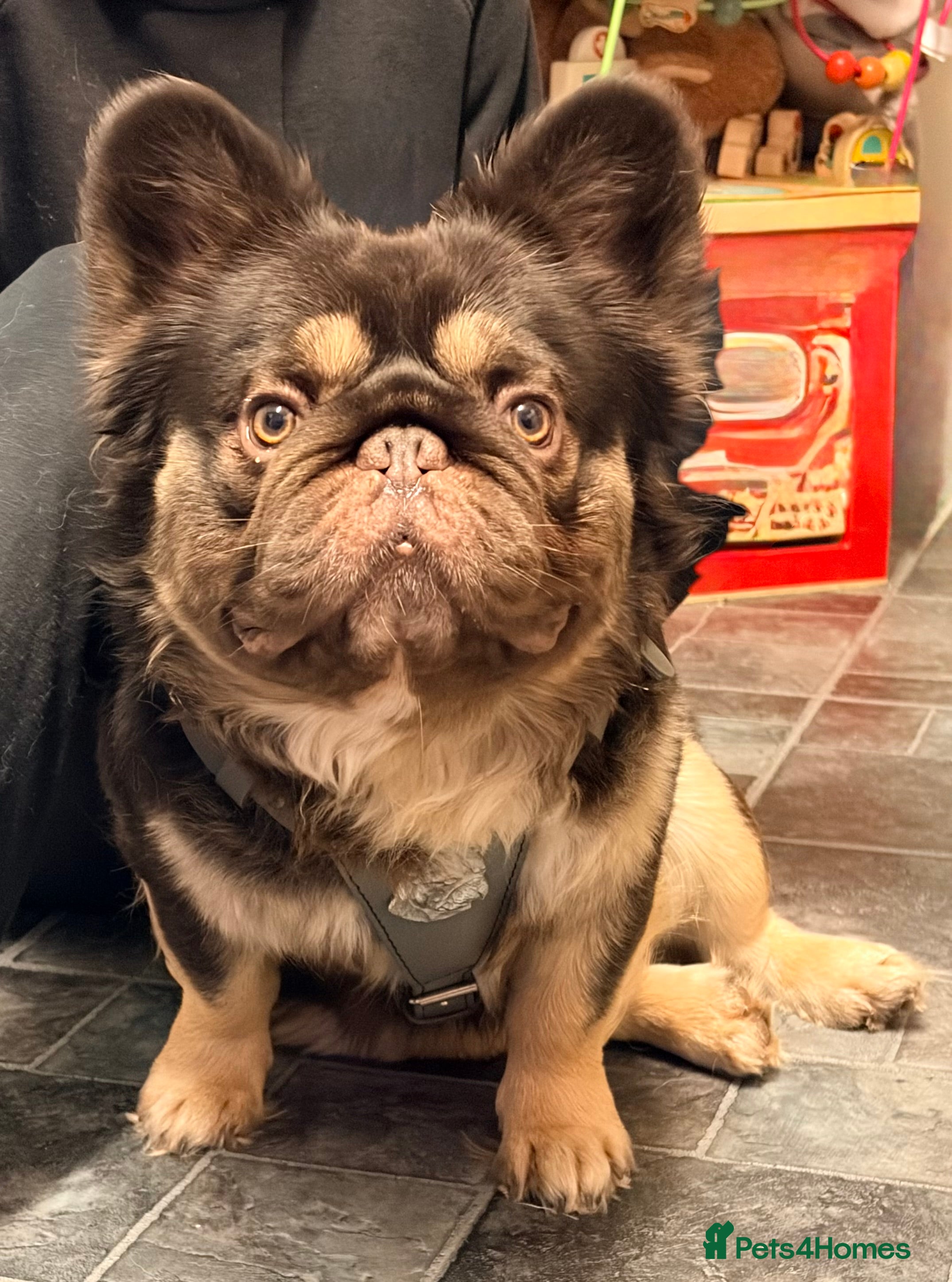French Bulldog dogs Chocolate tan fluffy in Chesterfield - Advert 5