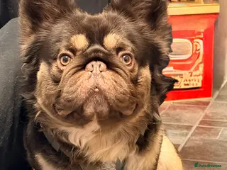 French Bulldog dogs Chocolate tan fluffy in Chesterfield - Advert 6