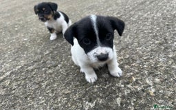 Jack Russell dogs for sale: Jack Russell puppies for sale  - Image 6