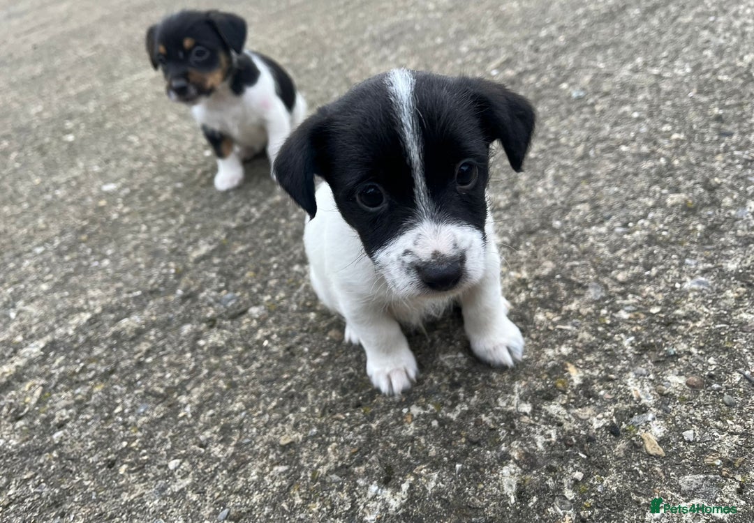 Jack Russell dogs for sale: Jack Russell puppies for sale  - Image 6