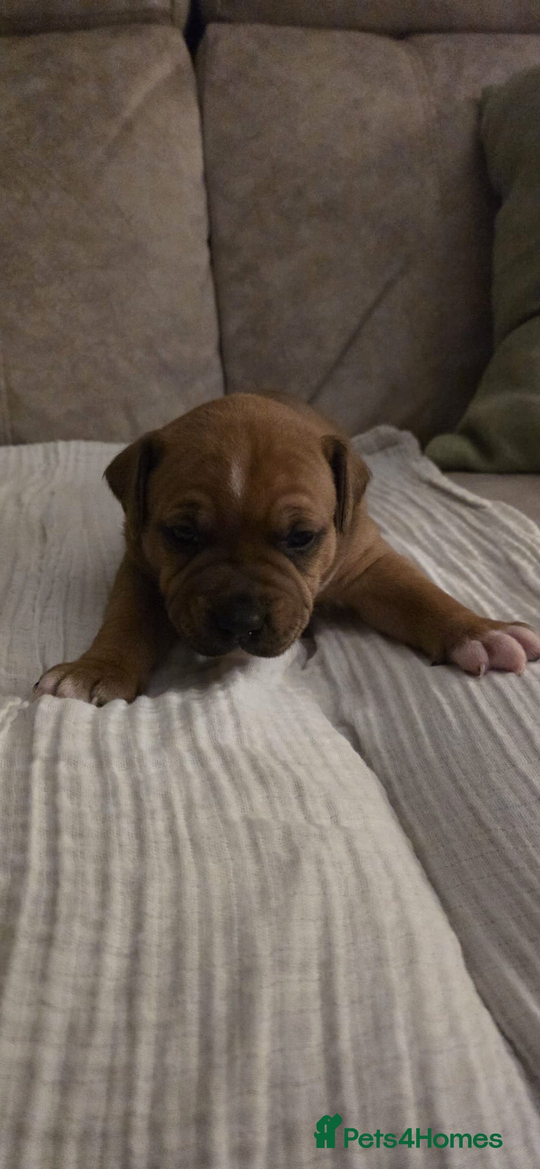 Staffordshire Bull Terrier dogs for sale: 3 Beautiful little staff boys - Image 14