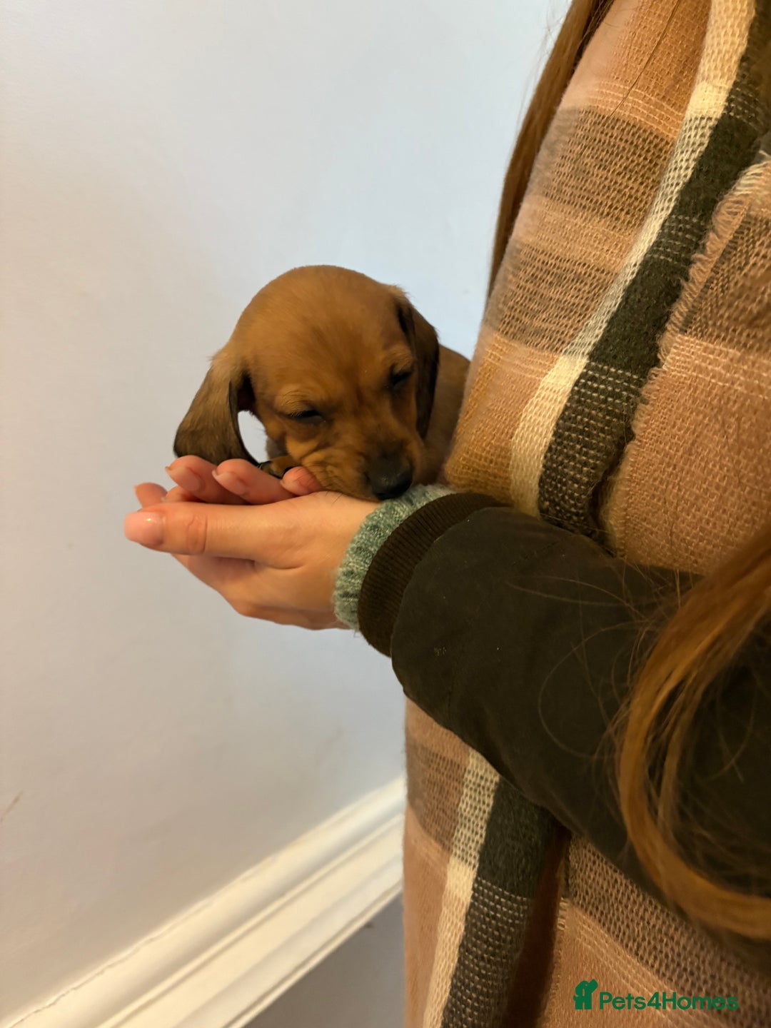 Miniature Dachshund dogs for sale: Kc true miniature dachshunds puppies - Advert 15