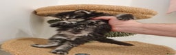 Maine Coon cats for sale: Maine coon kittens  - Advert 9