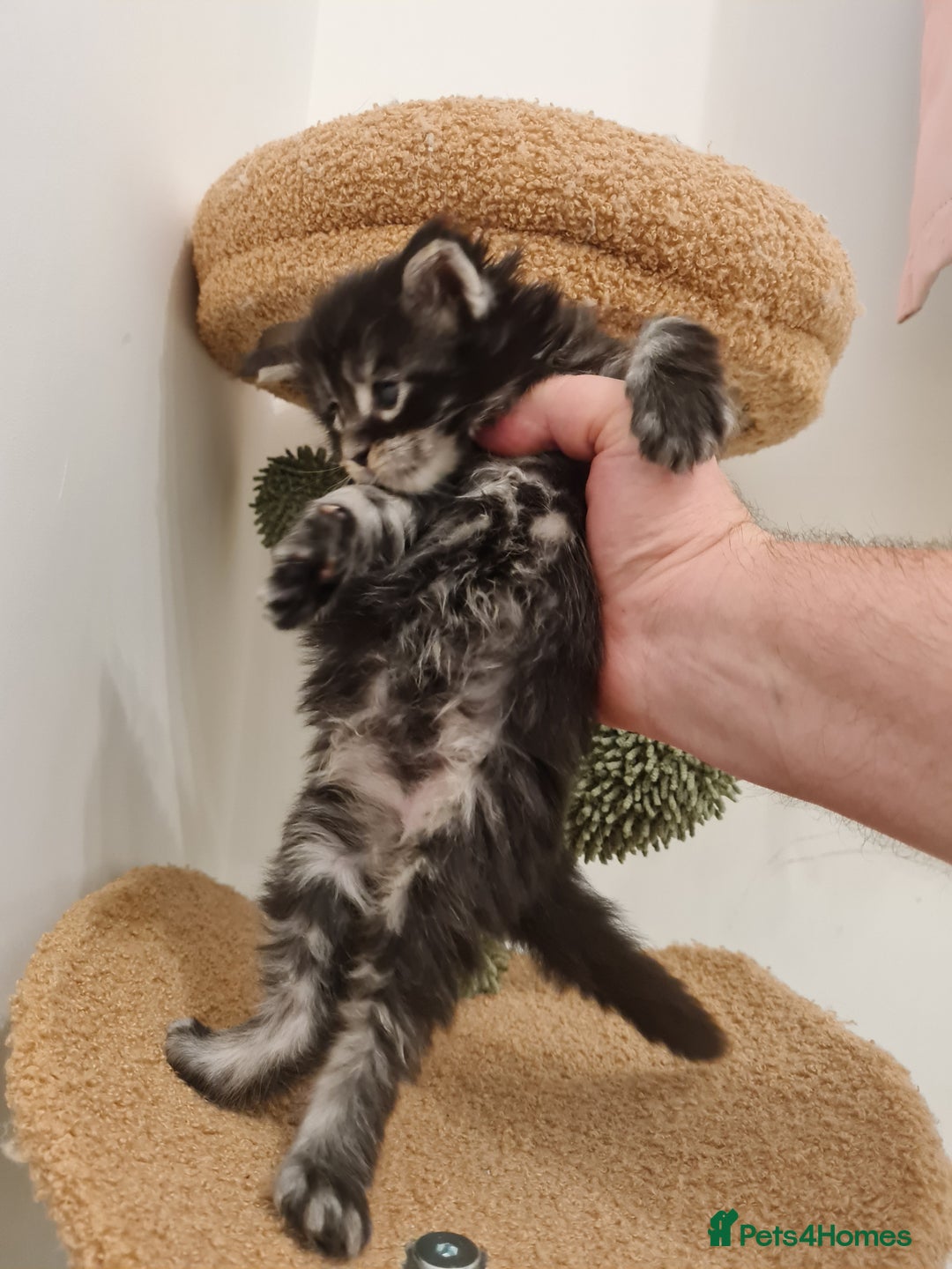 Maine Coon cats for sale: Maine coon kittens  - Advert 9