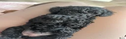 Toy Poodle dogs for sale: Toy poodle baby girl ready to leave next week - Advert 5