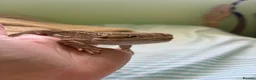 Dragon reptiles for sale: Rankin dragon 2 years old for sale  - Advert 2
