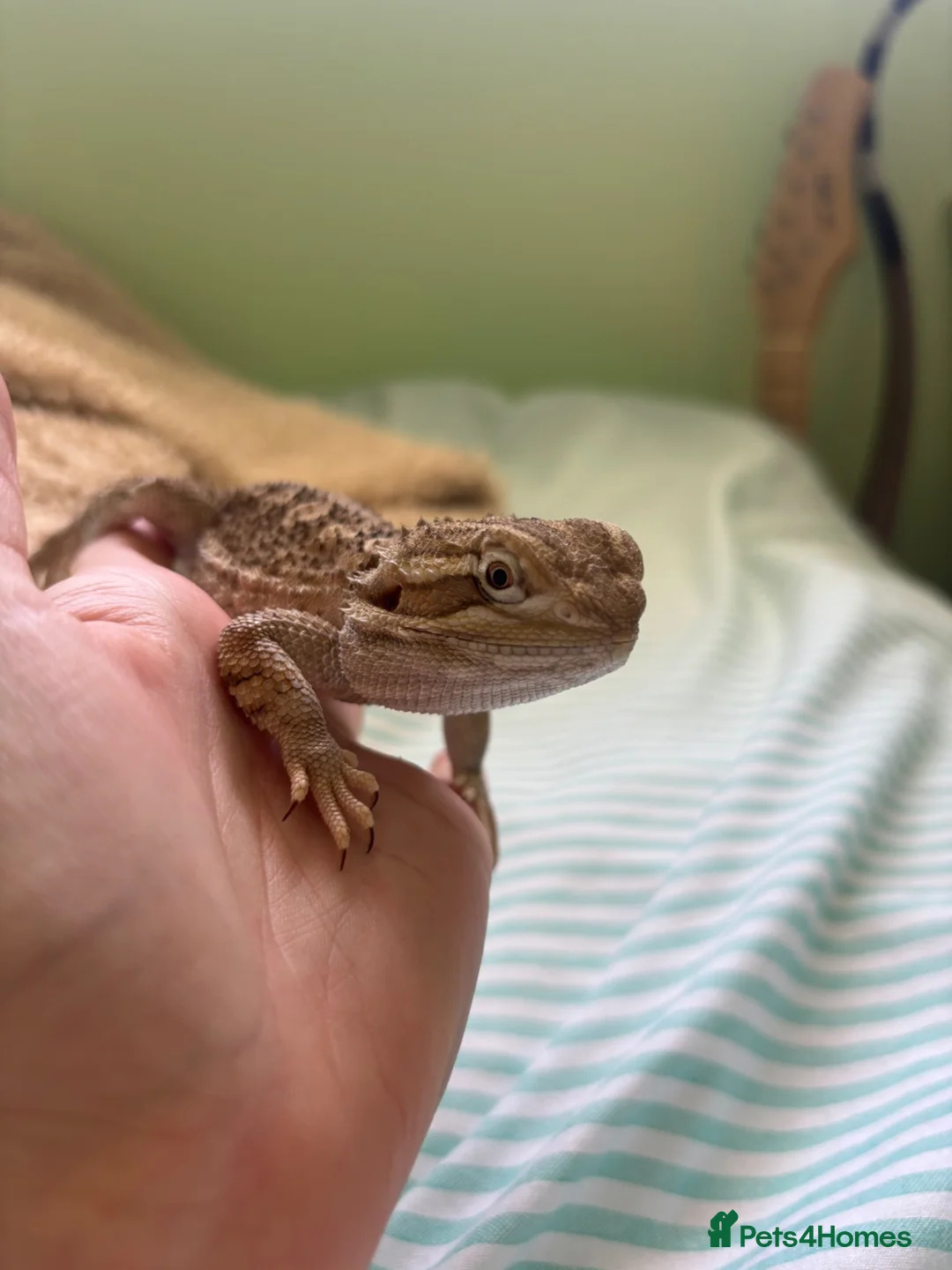 Dragon reptiles for sale: Rankin dragon 2 years old for sale  - Advert 2