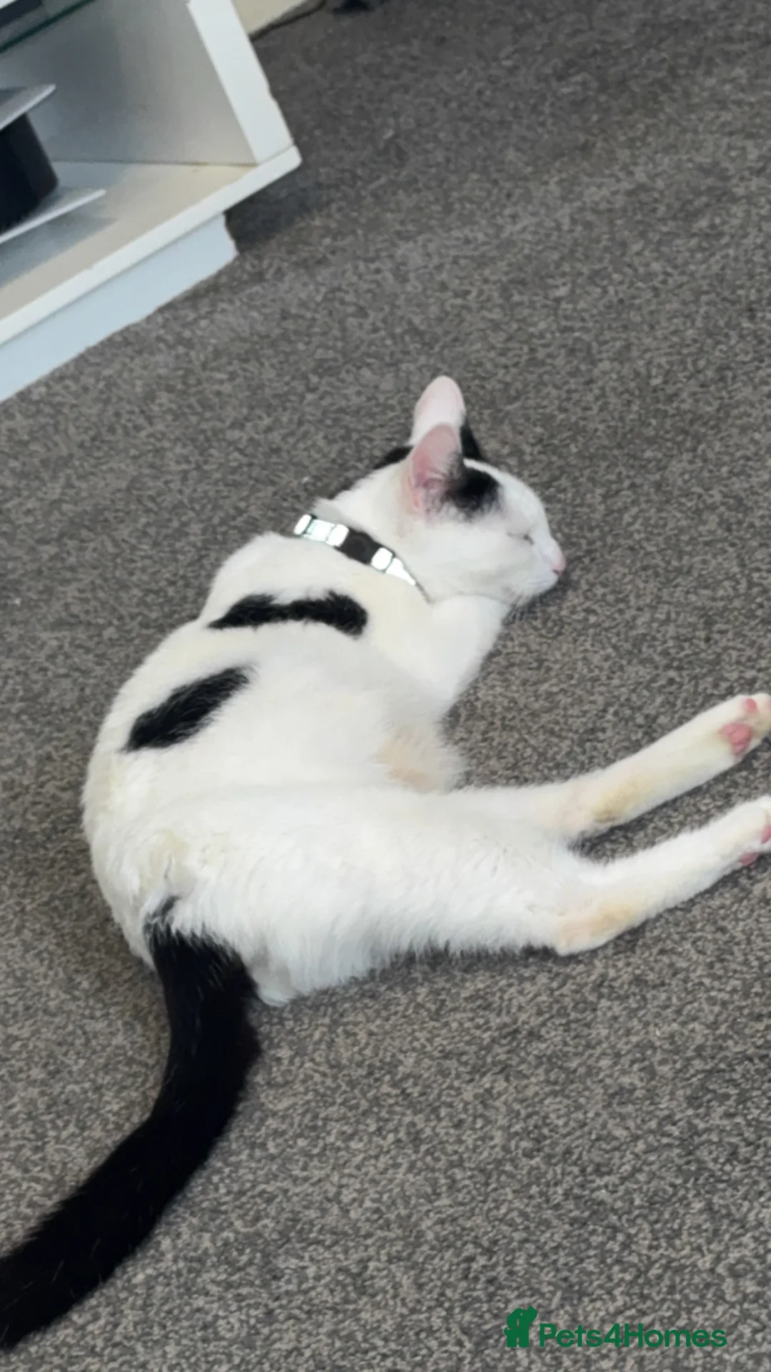 Mixed Breed cats for sale: 4 adorable little kittens looking for new homes  - Advert 1