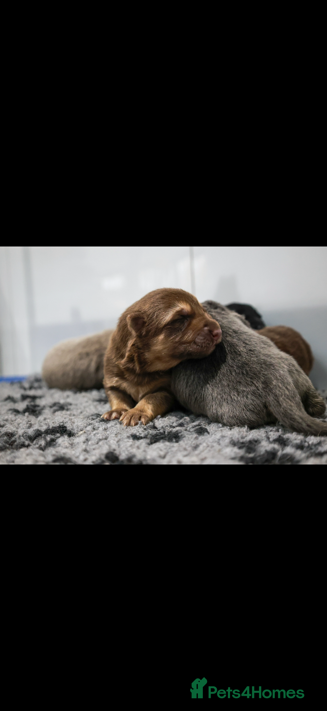 German Shepherd dogs for sale: ❤️KC pups ✨ health tested parents  - Advert 8