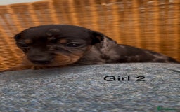 Dachshund dogs for sale: Gorgeous mini dachshund puppies!! - Image 6