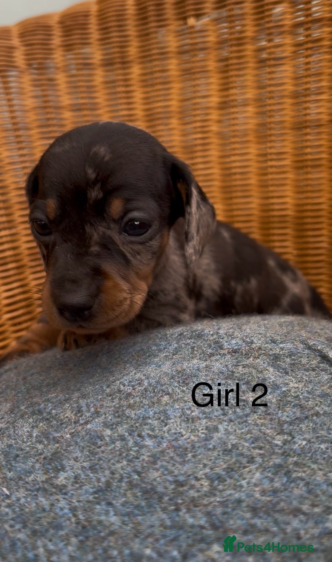 Dachshund dogs for sale: Gorgeous mini dachshund puppies!! - Image 6