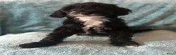 Australian Labradoodle dogs for sale: Australian Labradoodle Small Size  - Advert 14
