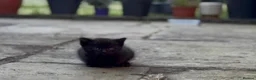 Mixed Breed cats for sale: Stunning Sheba female kitten - Advert 10