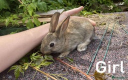 Rex rabbits for sale: Rex X Dutch Bunnies, Ready for homes now.  in Swansea - Image 4