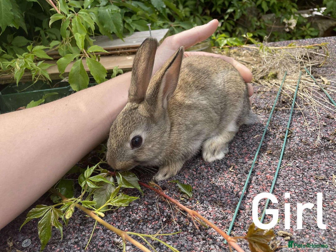Rex rabbits for sale: Rex X Dutch Bunnies, Ready for homes now.  in Swansea - Image 4