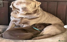 Labrador Retriever dogs for sale: Choc/silver labrador retriever pup F - Image 2