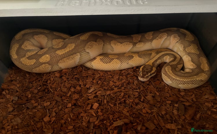 Python Snake reptiles - Advert 2