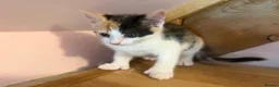 Mixed Breed cats for sale: Stunning polydactyl kittens - Advert 7