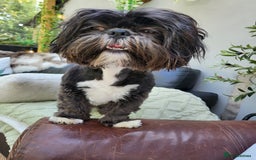 Shih Tzu dogs for sale: Baby shih  tzu puppies - Image 3