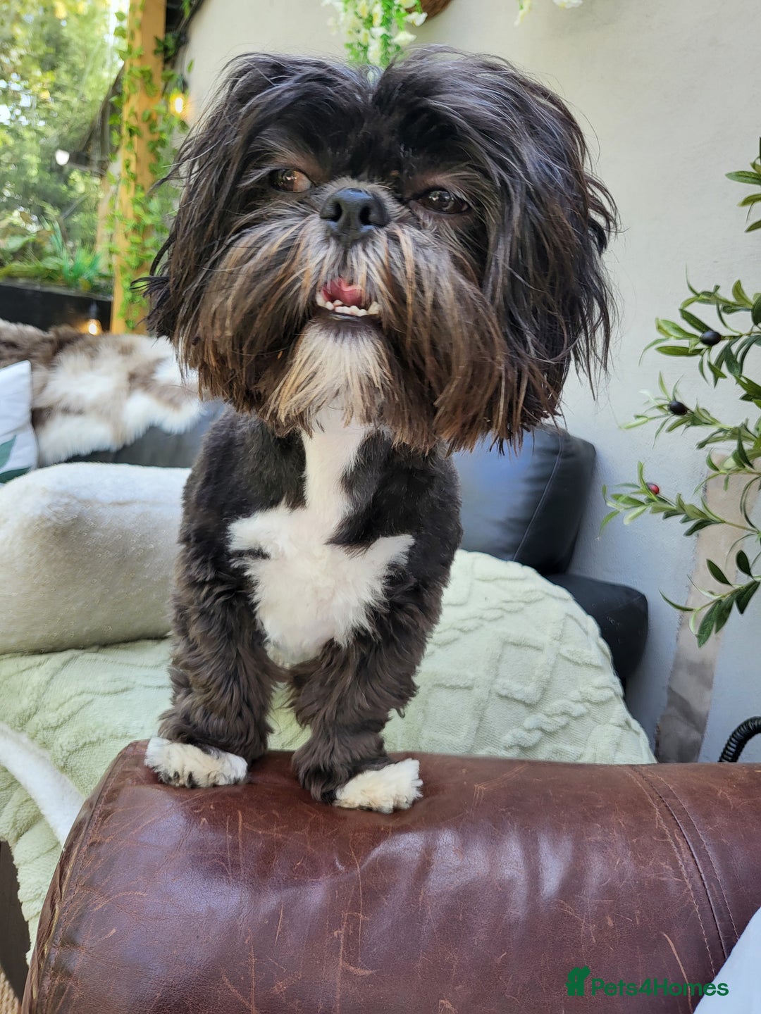 Shih Tzu dogs for sale: Baby shih  tzu puppies - Image 3