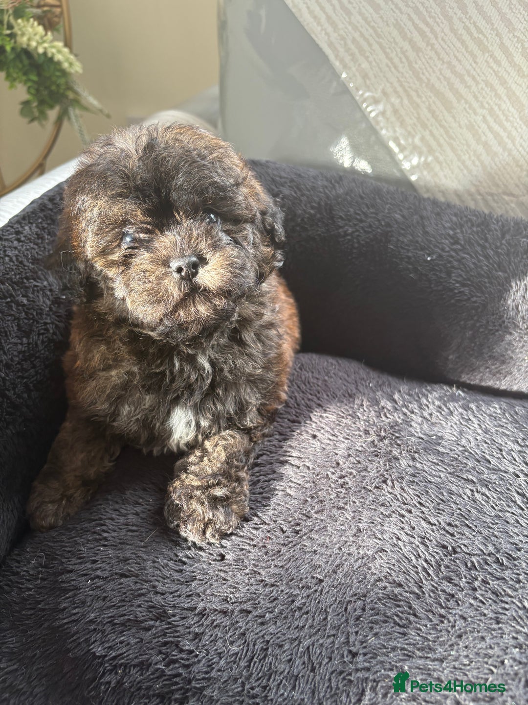 Shihpoo dogs for sale: Shih Tzu X poodle X Shihpoo - Image 18