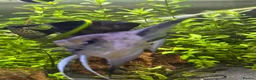 Angelfish fish for sale: Two Angel fish in Mold - Advert 2