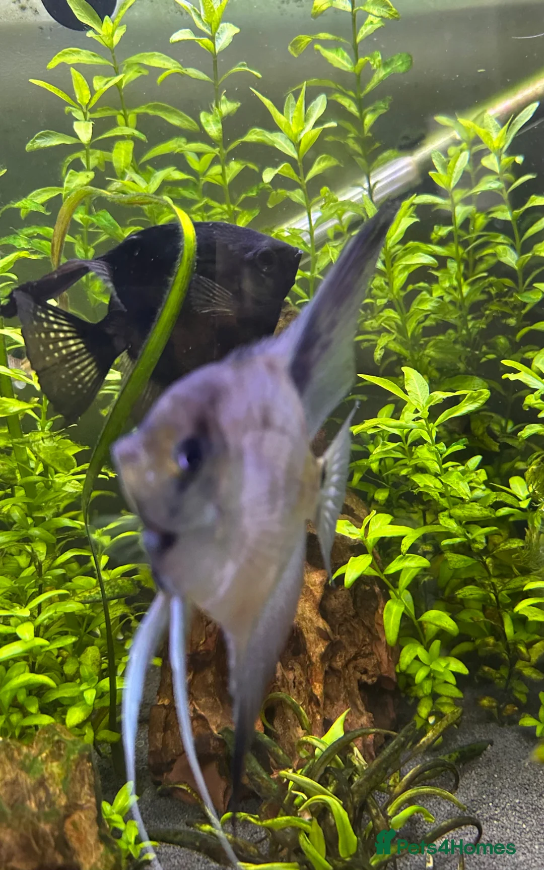 Angelfish fish for sale: Two Angel fish in Mold - Advert 2