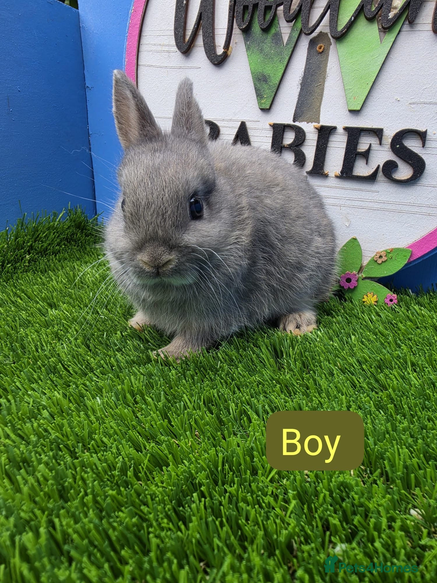 Netherland Dwarf rabbits for sale: Netherland Dwarf Baby Rabbits  - Advert 3