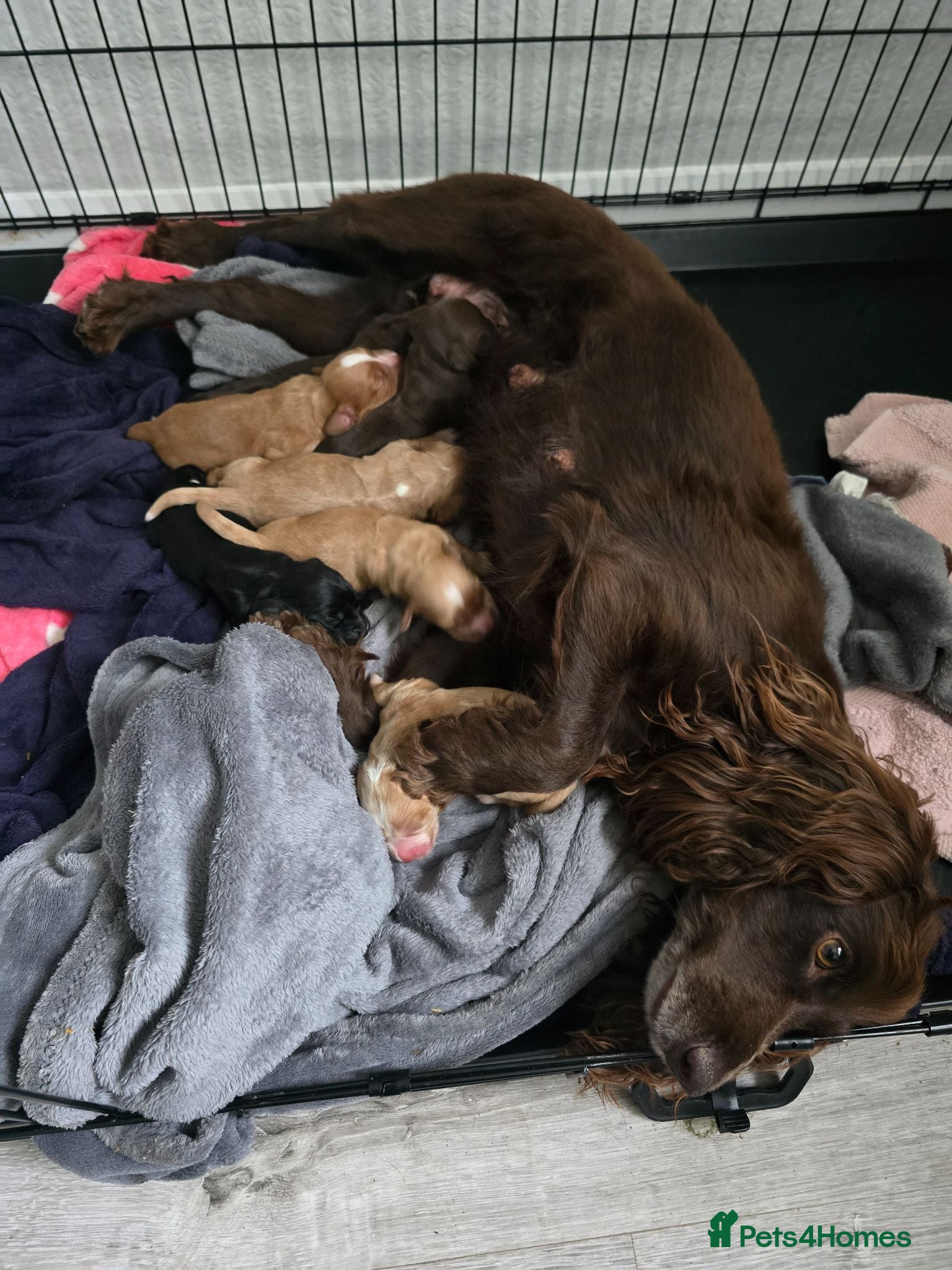 Cocker Spaniel dogs Stunning cocker spaniel puppies  - Advert 1