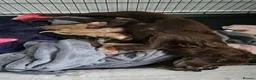 Cocker Spaniel dogs for sale: Stunning cocker spaniel puppies  - Advert 2