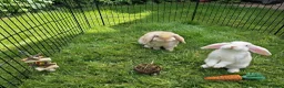Mini Lop rabbits for sale: Gorgeous mini lop kits ready for new homes - Advert 3