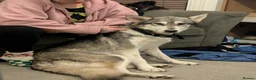 Northern Inuit dogs for sale: Reluctant sale - Advert 6