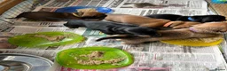 Miniature Dachshund dogs for sale: Dachshund Puppies for sale in Inverness - Advert 12