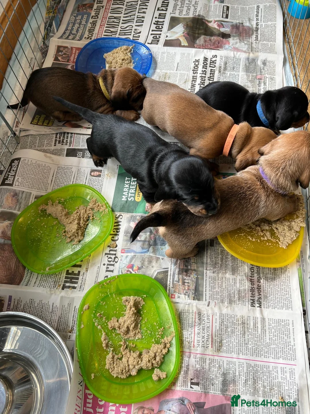 Miniature Dachshund dogs for sale: Dachshund Puppies for sale in Inverness - Advert 12