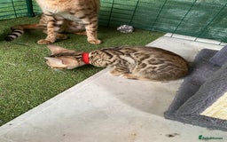 Bengal cats for sale: Health Tested TICA 🩷Bengal female kittens  - Image 20