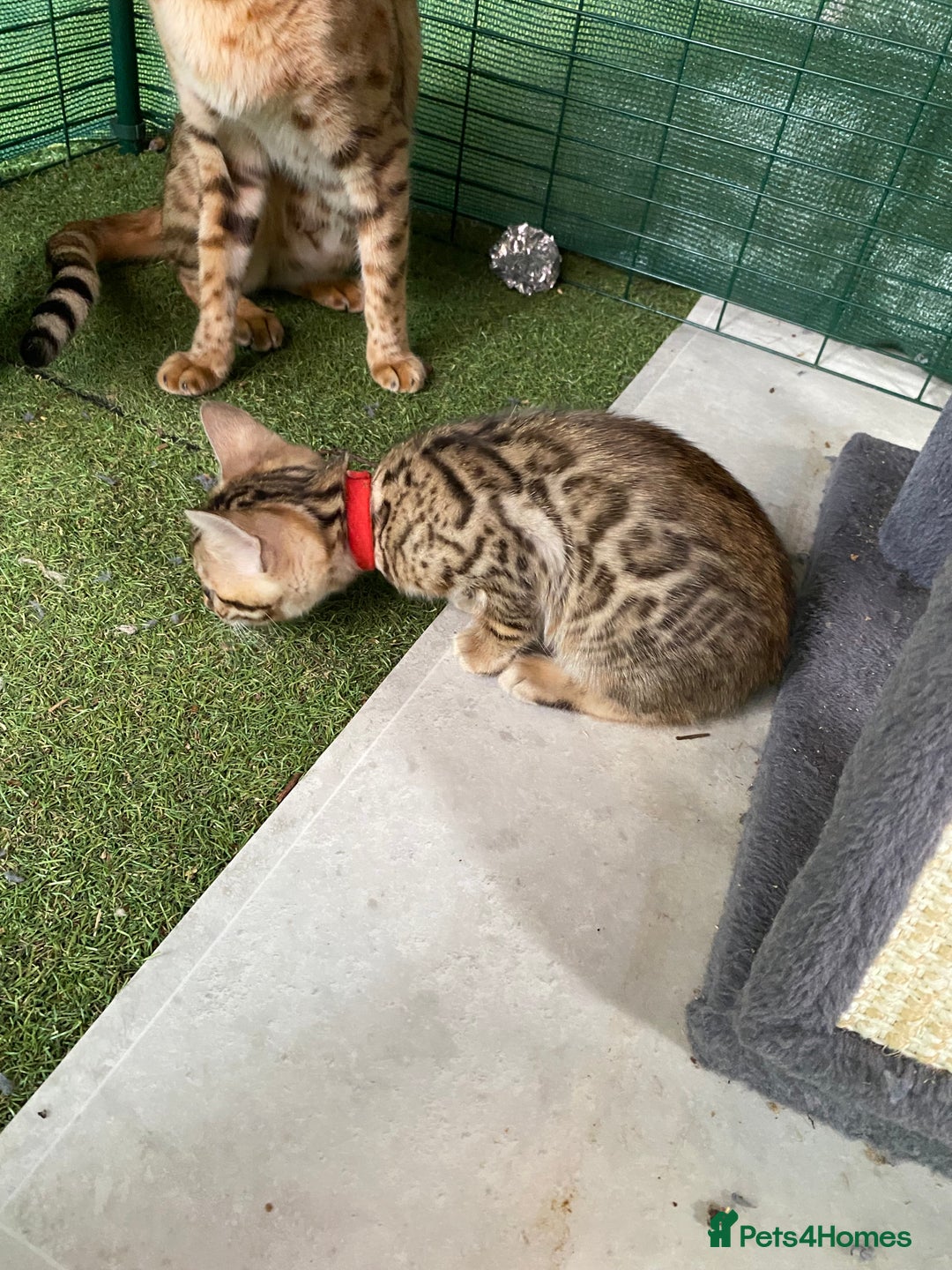 Bengal cats for sale: Health Tested TICA 🩷Bengal female kittens  - Image 20