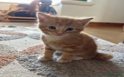 Mixed Breed cats for sale: 3 beautiful kittens for sale.  - Image 13