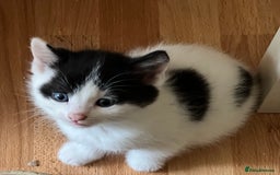 Domestic Shorthair cats for sale: 5 adorable mixed kittens, Russian Blue & Shorthair - Advert 6