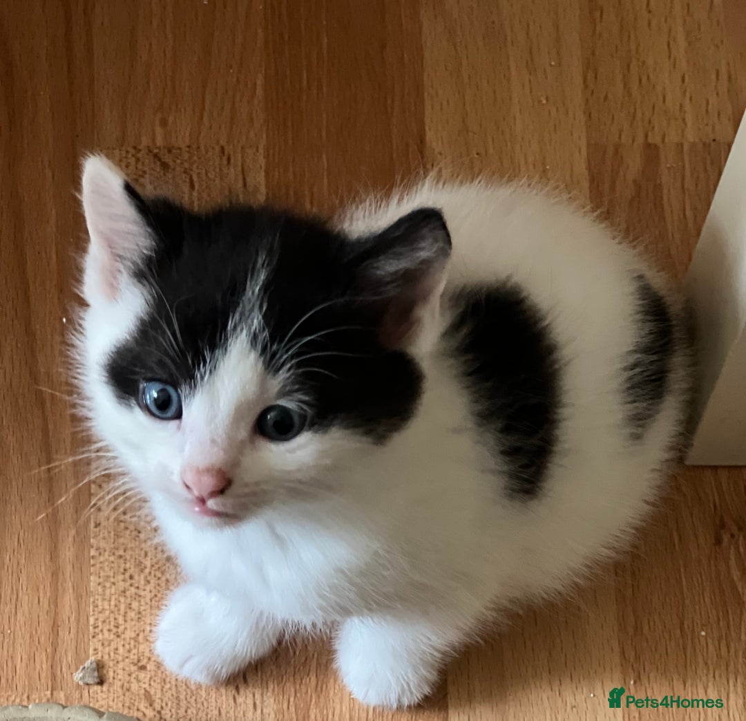 Domestic Shorthair cats for sale: 5 adorable mixed kittens, Russian Blue & Shorthair - Advert 6