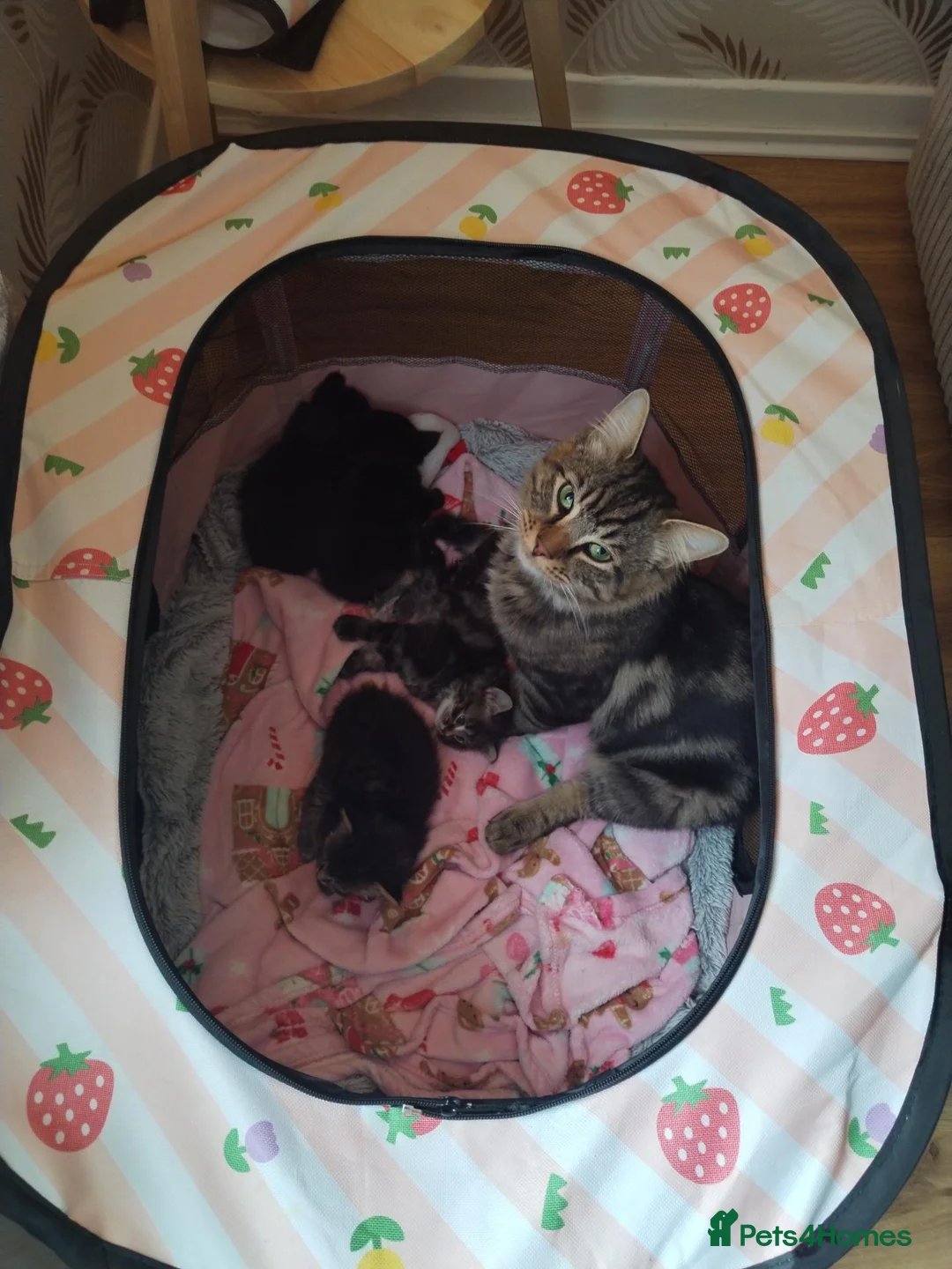 Mixed Breed cats for sale: Ragdoll cross kittens  - Advert 11