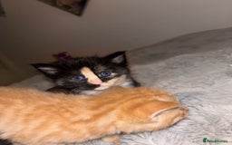 Mixed Breed cats for sale: 5 Beautiful Tabby / Mixed Kittens - Image 1