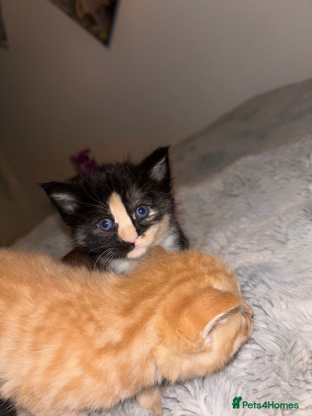 Mixed Breed cats for sale: 5 Beautiful Tabby / Mixed Kittens - Image 1