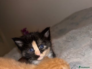 Mixed Breed cats - Advert 3