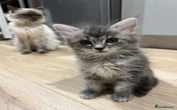 Mixed Breed cats for sale: 2 lovely Ragdoll mix kittens - Image 5