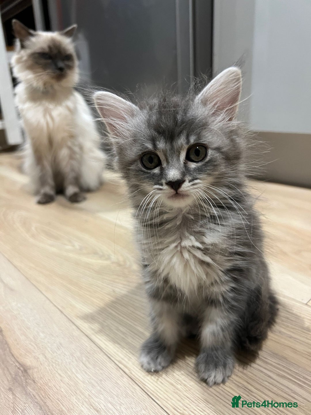 Mixed Breed cats for sale: 2 lovely Ragdoll mix kittens - Image 5