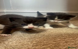 Domestic Shorthair cats for sale: Domestic short hair kitten  - Image 3