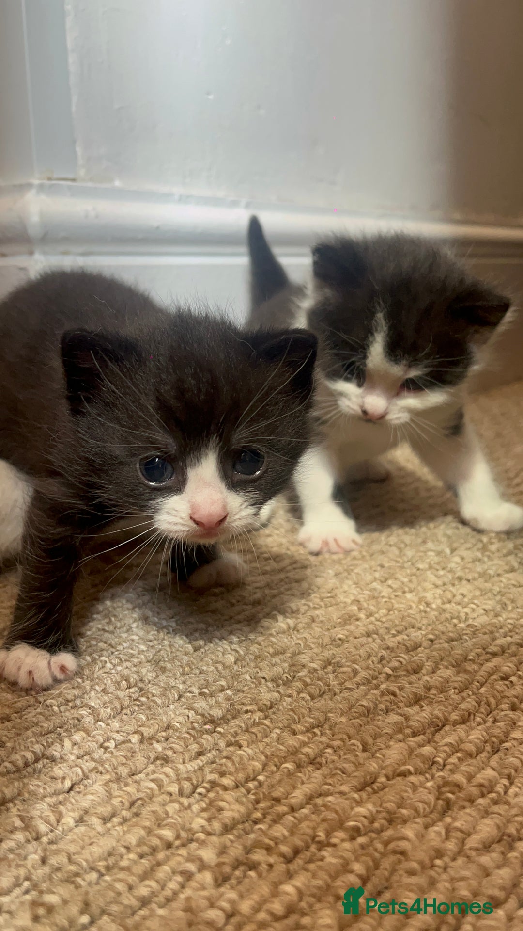 Domestic Shorthair cats for sale: Domestic short hair kitten  - Image 3